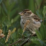 Avatar de Tomás Lara